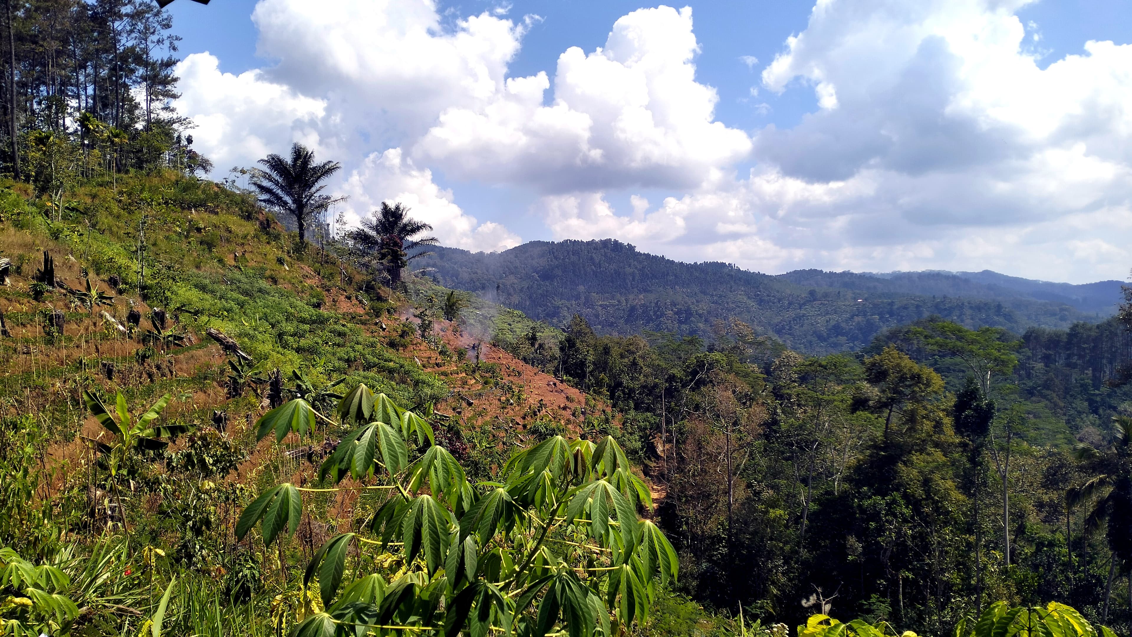 Hasil Hutan Bukan Kayu & TOGA